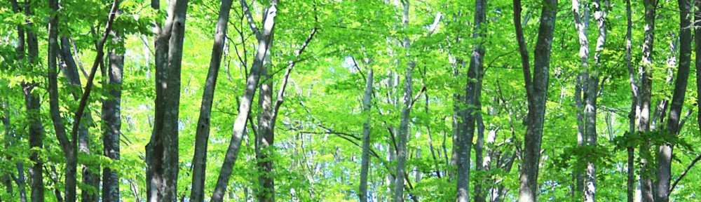 Forest in Japan