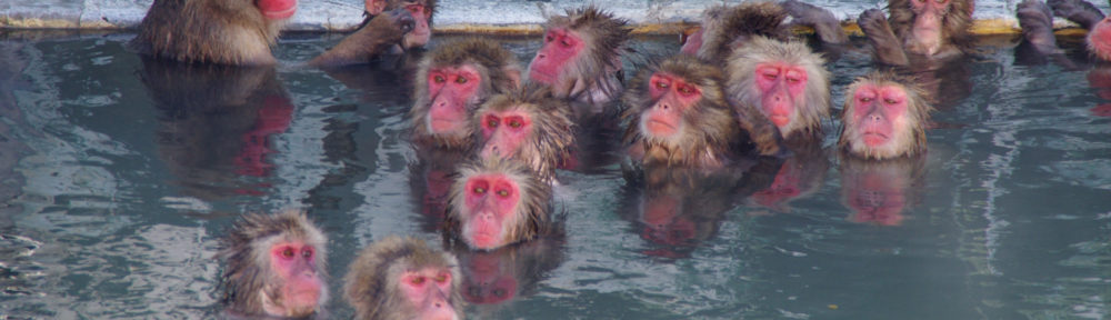 monkeys in the hot spring